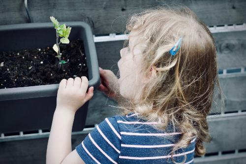 Young girl looking at a seedling in a container