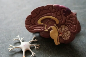A model cross-section of a brain beside a neuron. 