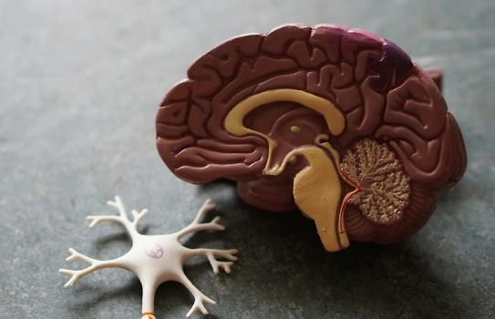 A model cross-section of a brain beside a neuron.