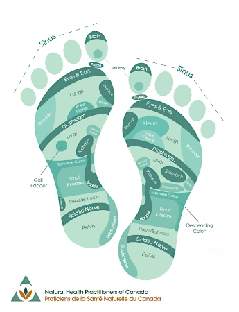 A map of the foot reflex points, created by the NHPC