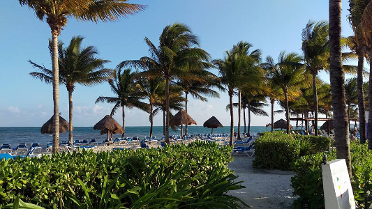 A palm-treed beach at a resort location.